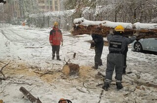 У Києві через негоду дерева падають на автомобілі (фото)